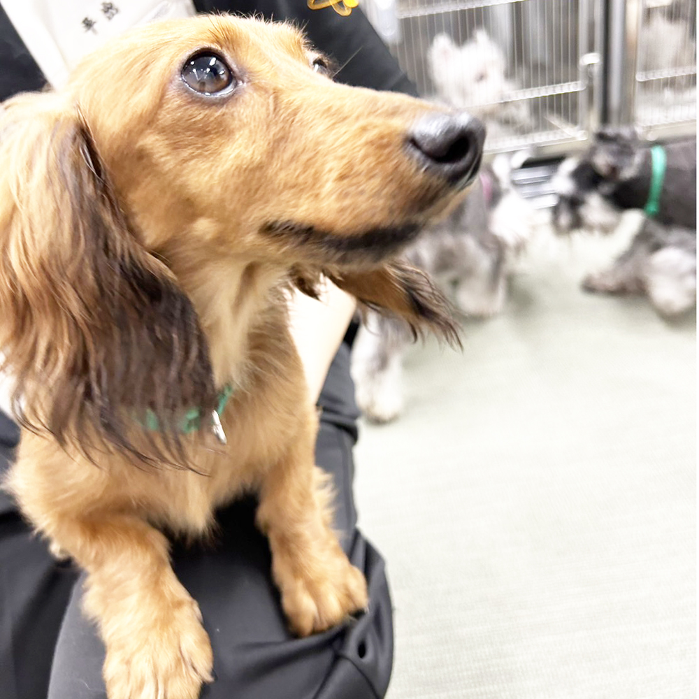 生徒が撮影したモデル犬の写真♪②